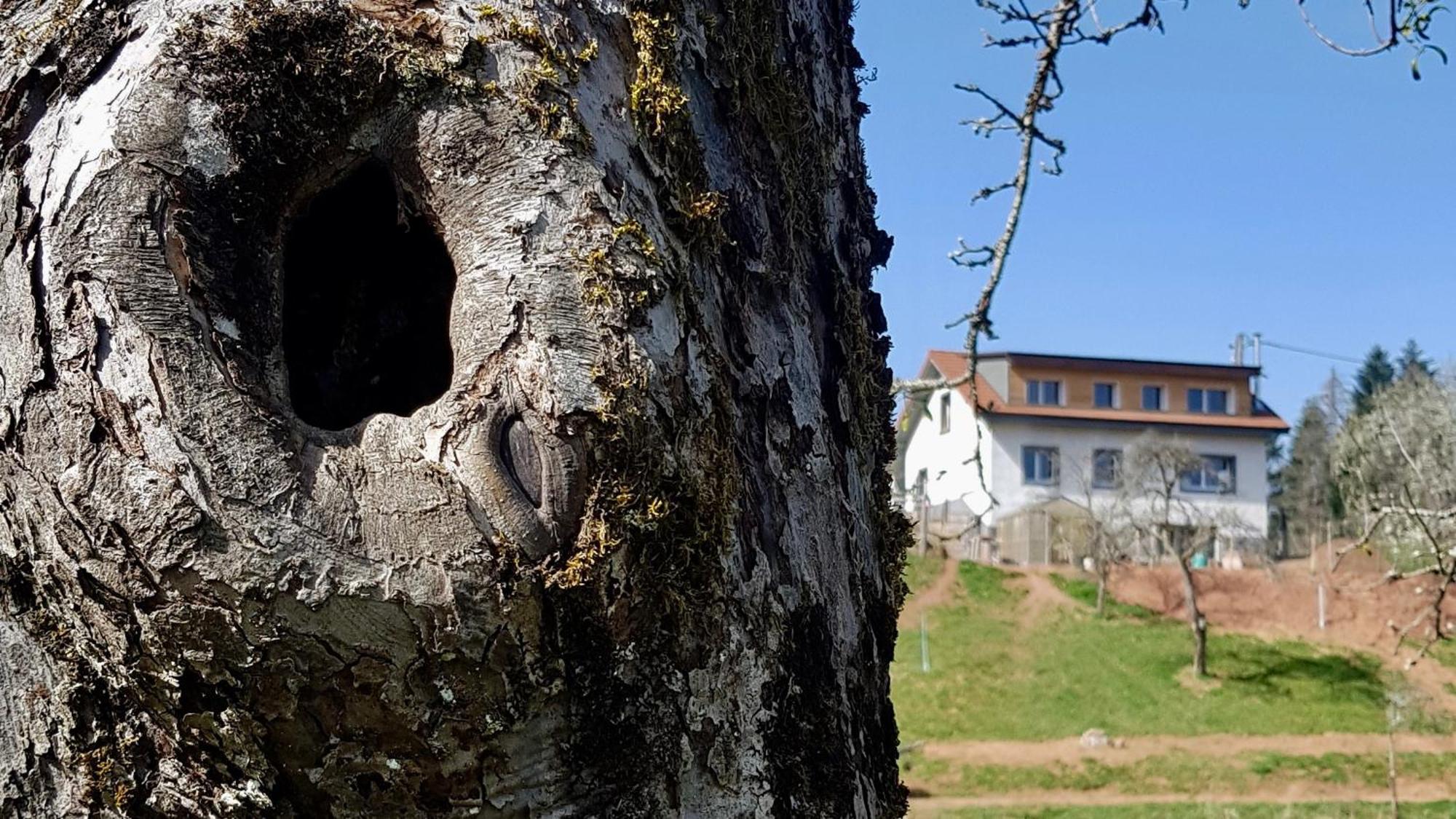 Coeur Vert Oekologisch Mit Viel Ambiente Fuer Seelen-Wellness Ronchamp Oda fotoğraf